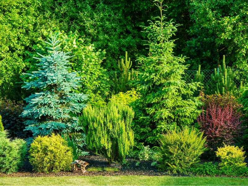 fast growing privacy trees