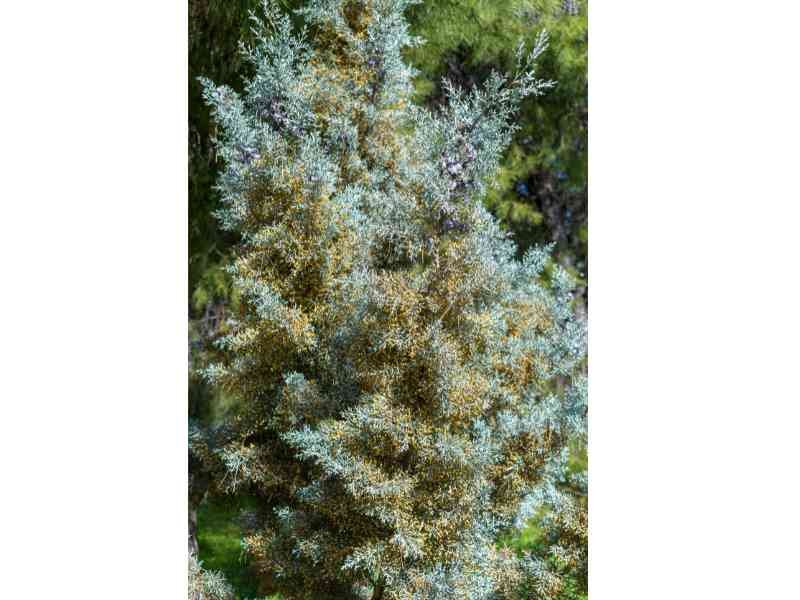 arizona cypress fast growing privacy tree