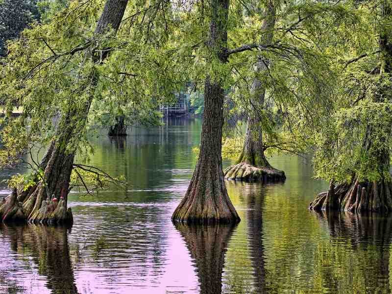 bald cypress fast growing privacy tree 