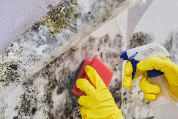 cleaning mold after a hurricane