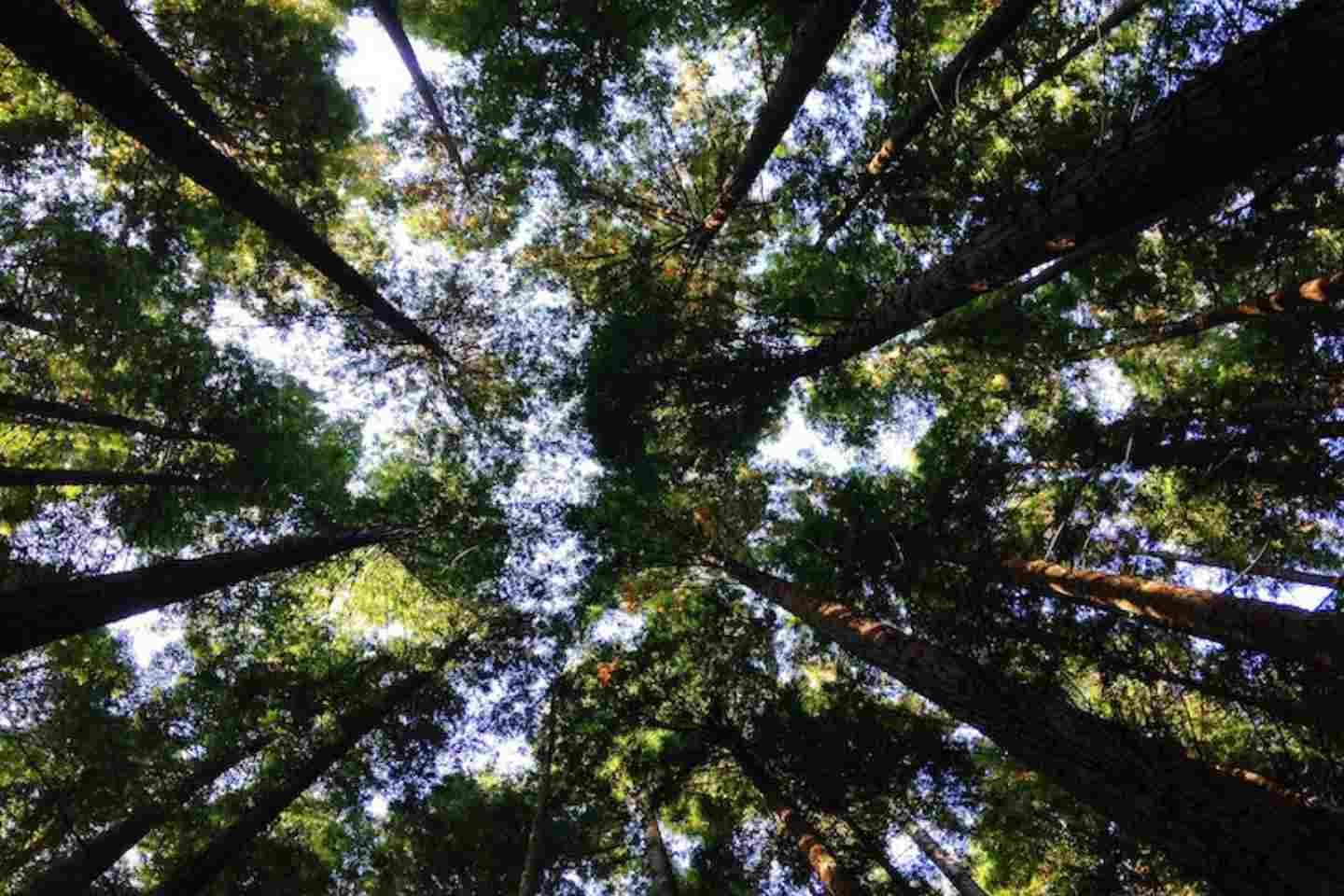 View of trees from lying on your back looking up