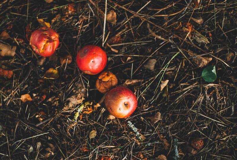 Apple food waste on the ground