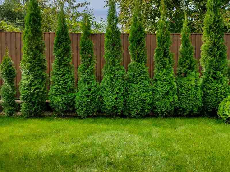 green giant fast growing privacy free
