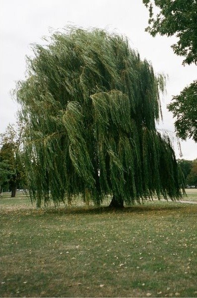 bald cypress fast growing privacy tree 