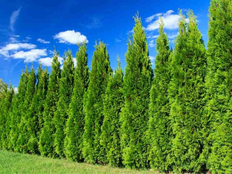 lawson cypress privacy tree