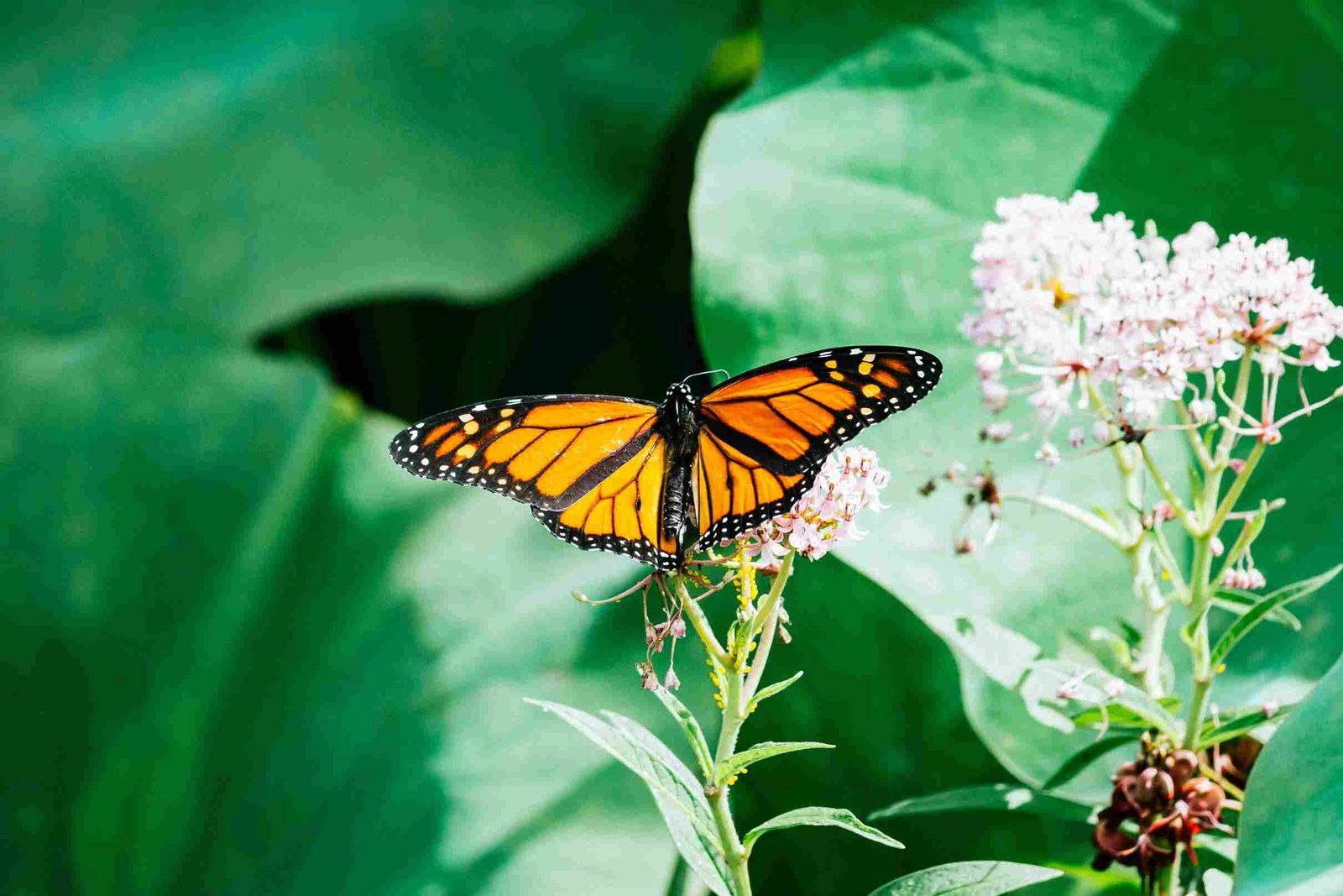 Picture of a monarch butterfly up close