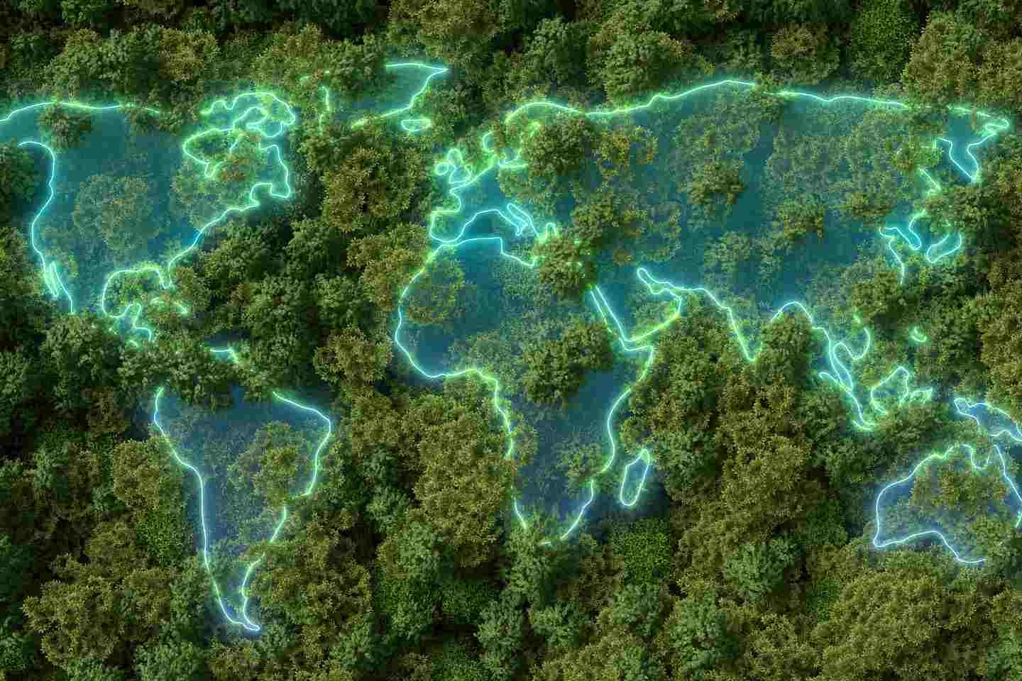A small forest of trees in an environmentally friendly country