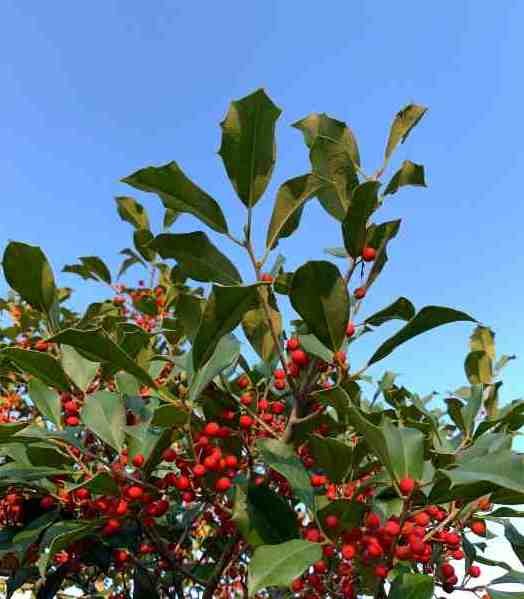 nellie holly fast growing privacy tree