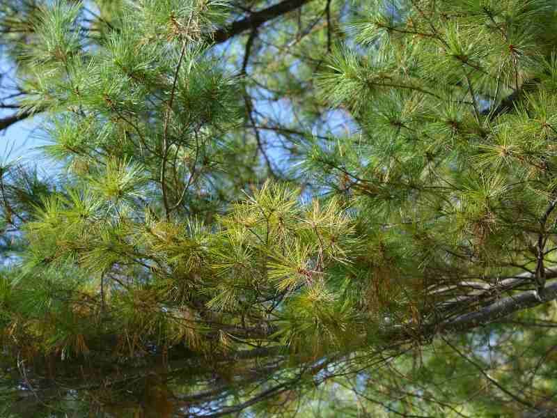 A white pine privacy tree