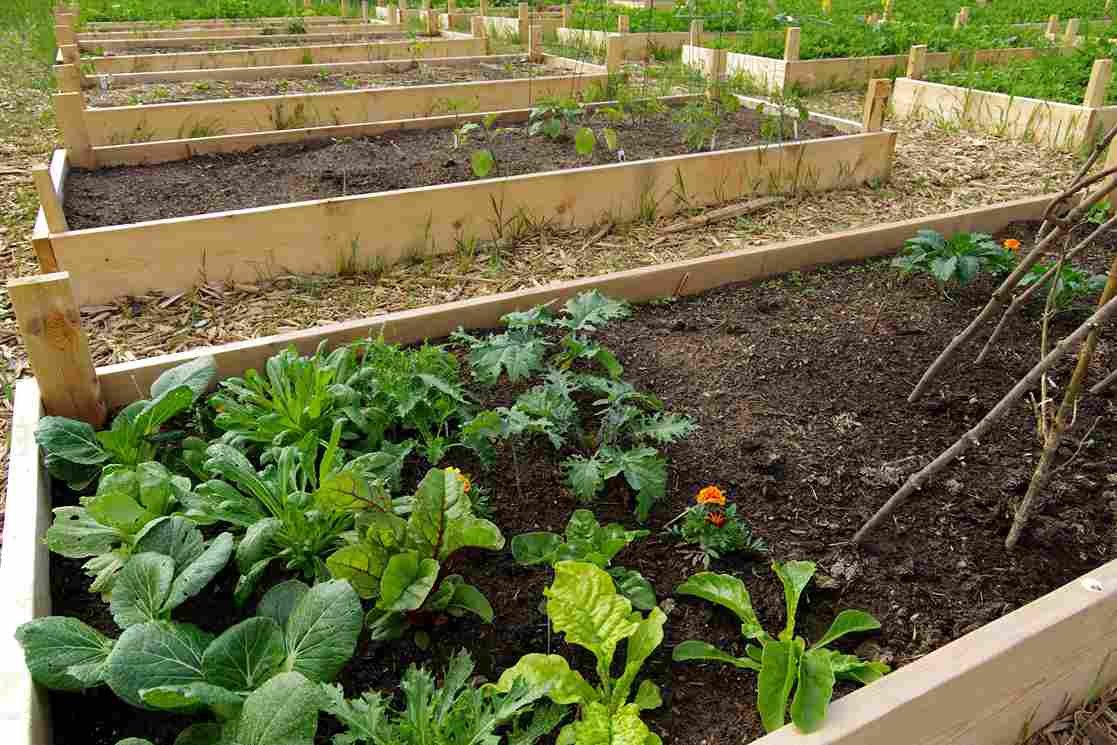 A raised garden bed
