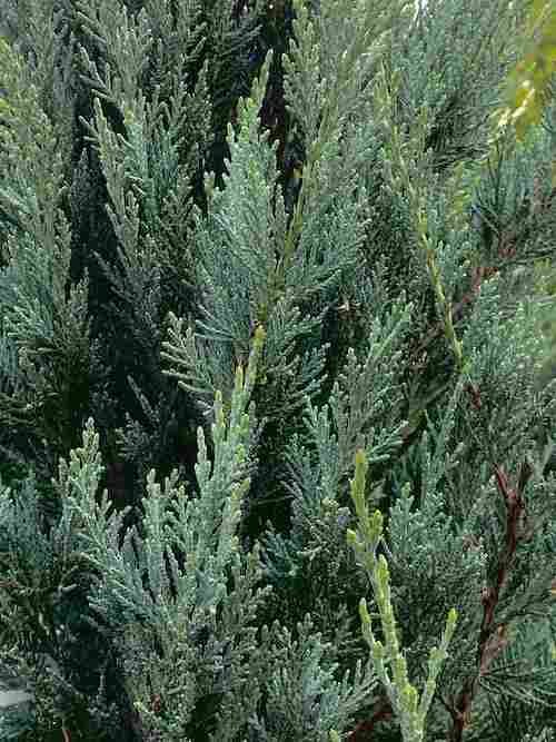 eastern red cedar fast growing tree