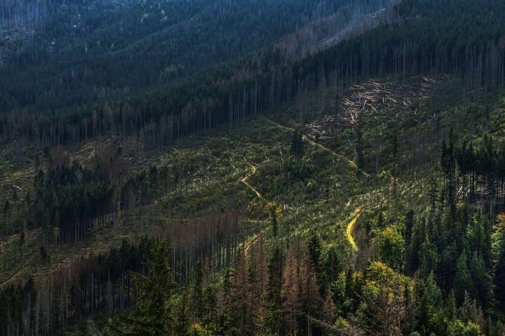 A forest showing the opportunity for reforestation to combat climate change.