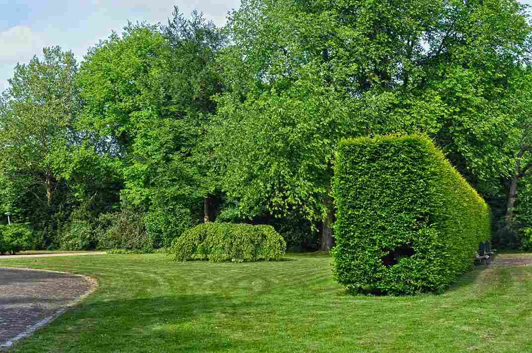 screen trees for privacy