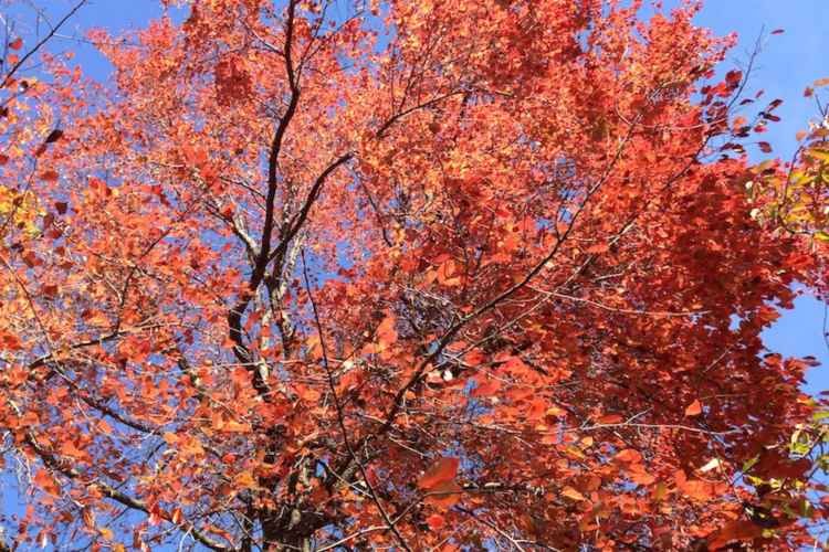 A sourgum tree in the fall