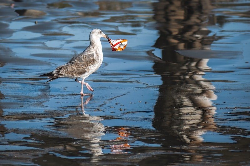 Stats for water pollution and animals