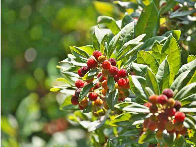 wax myrtle fast growing privacy tree 